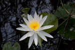 American waterlily